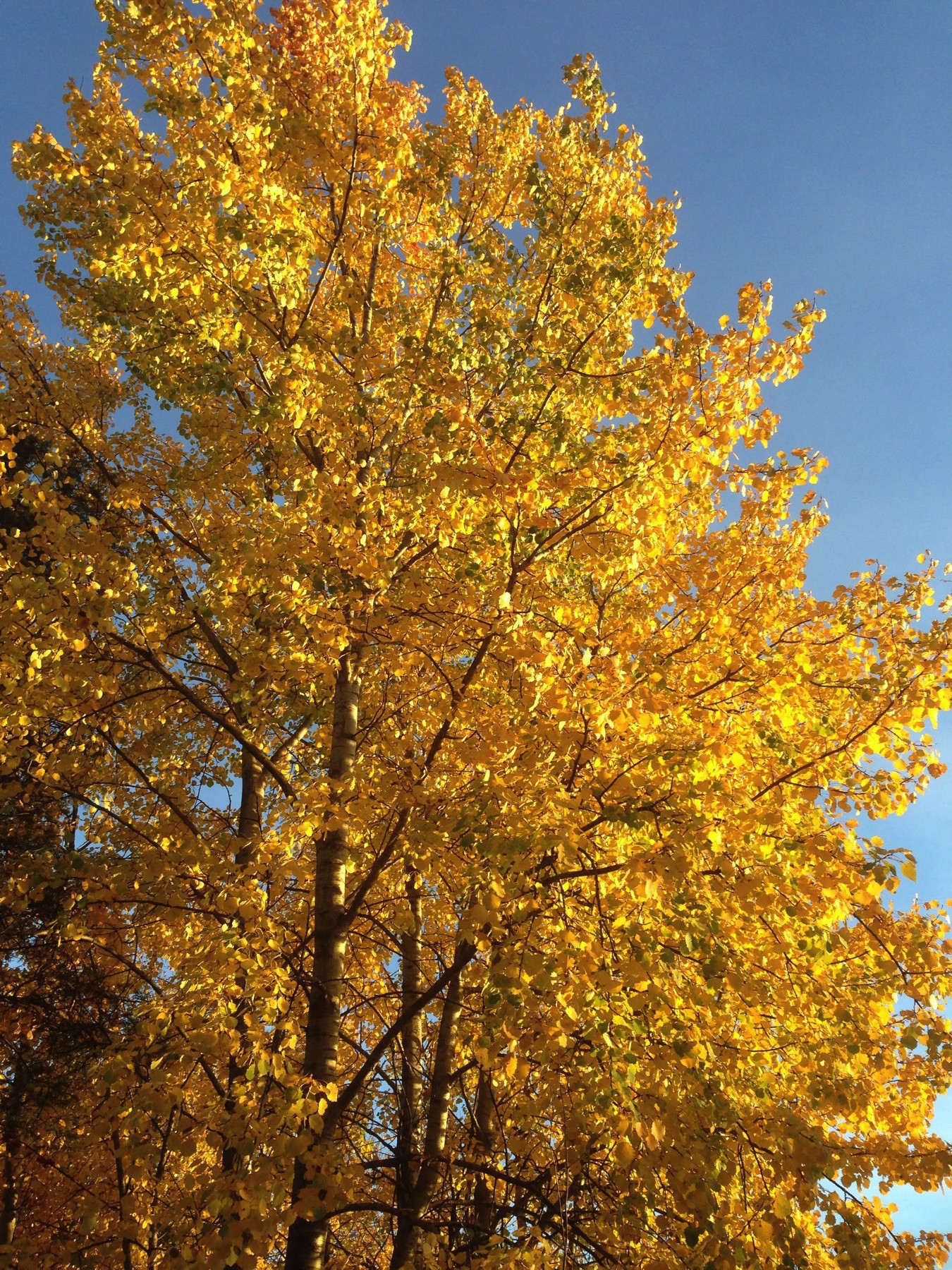 fall foliage, extremely yellow tree and crisp blue sky behind it