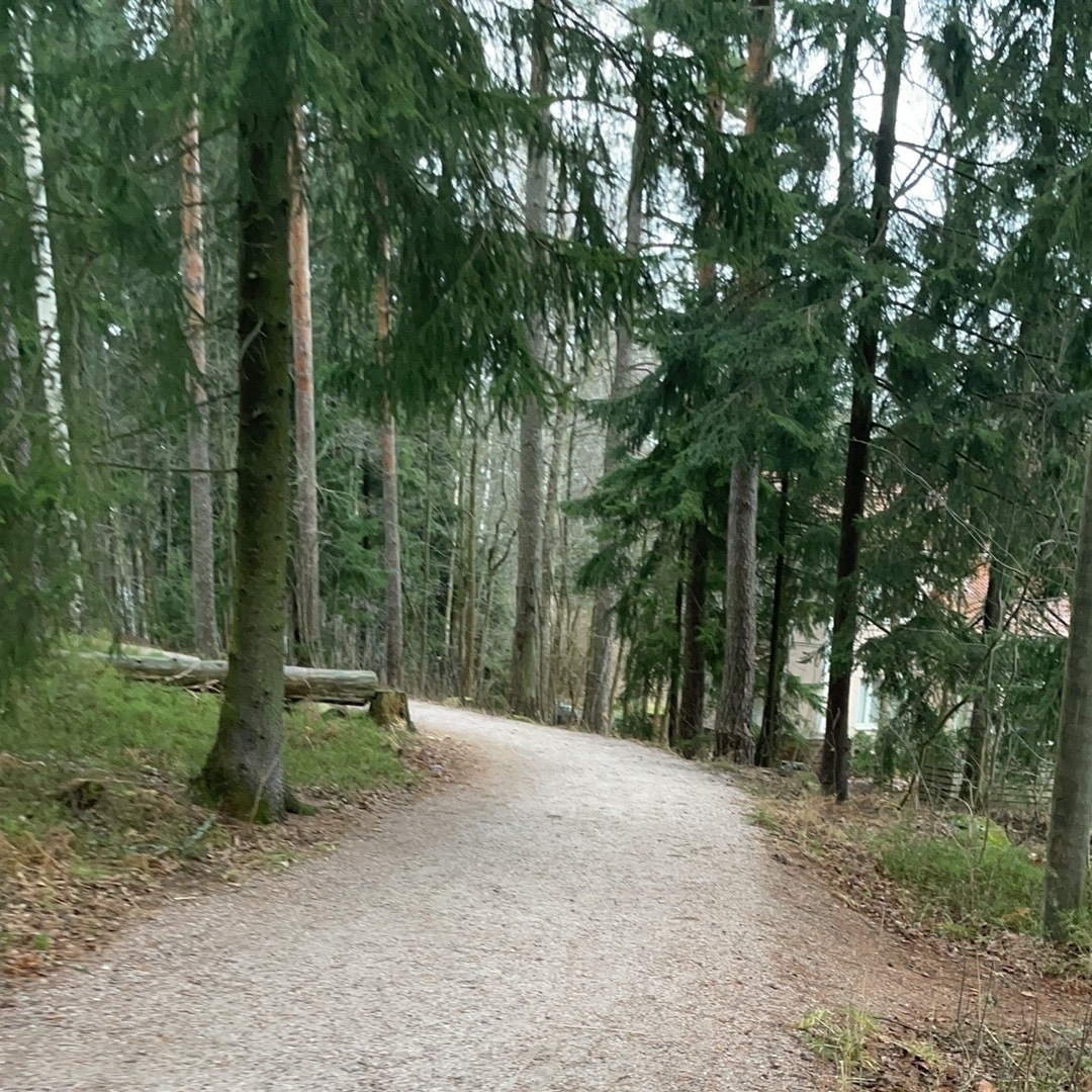 running track through pine and fir trees