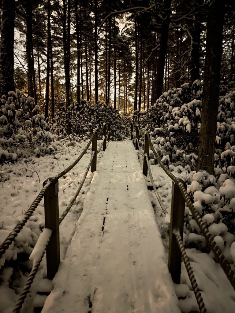 wide path in a forest on duck boards and roped railings, pine trees, rhododendrons, snow and ice