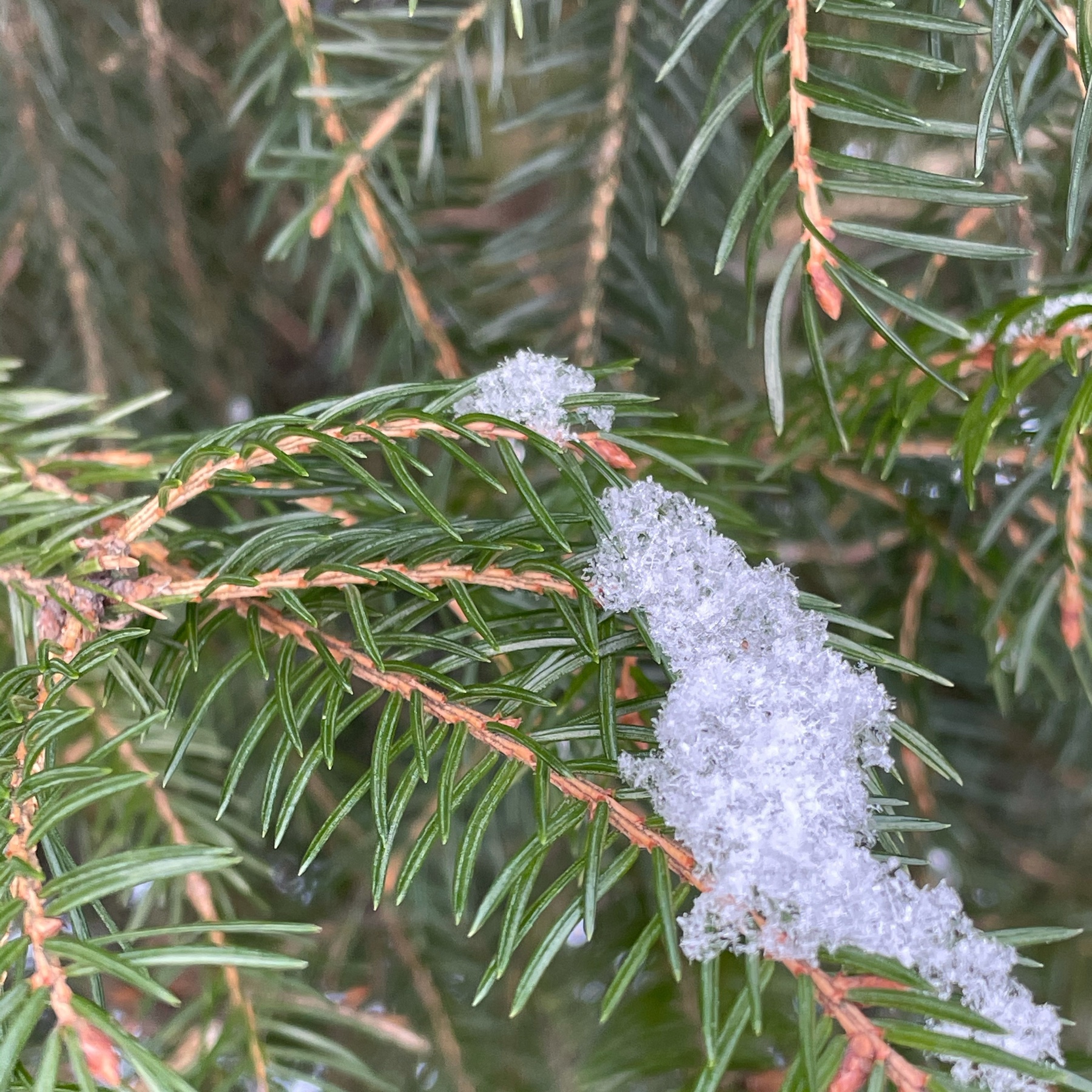 spruce tree needles and some icy snow on top of them