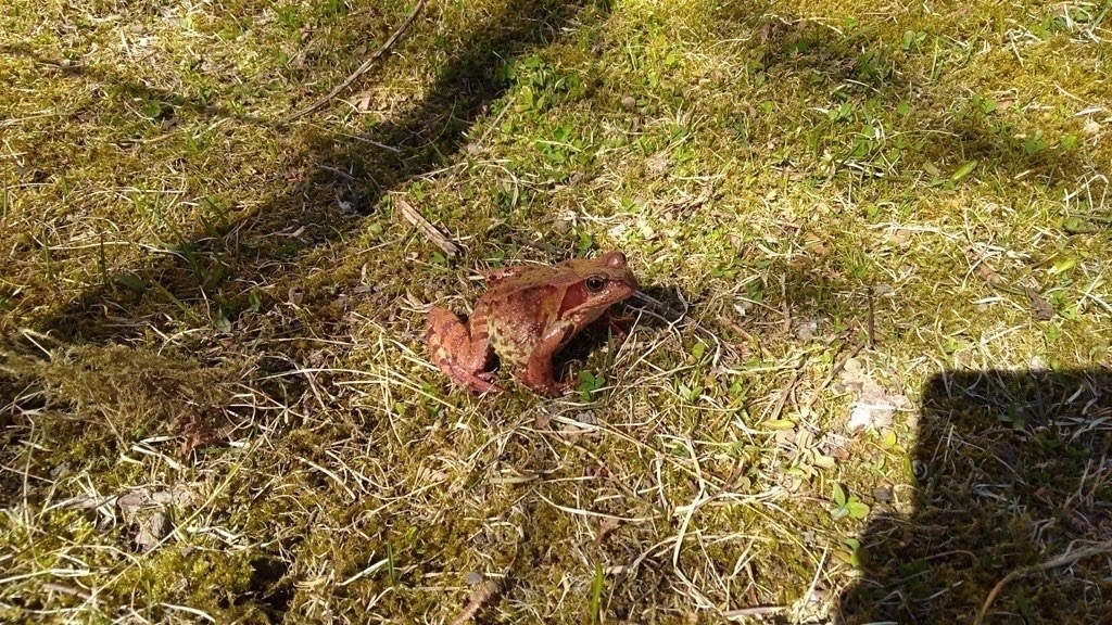 a frog warming up in spring grass