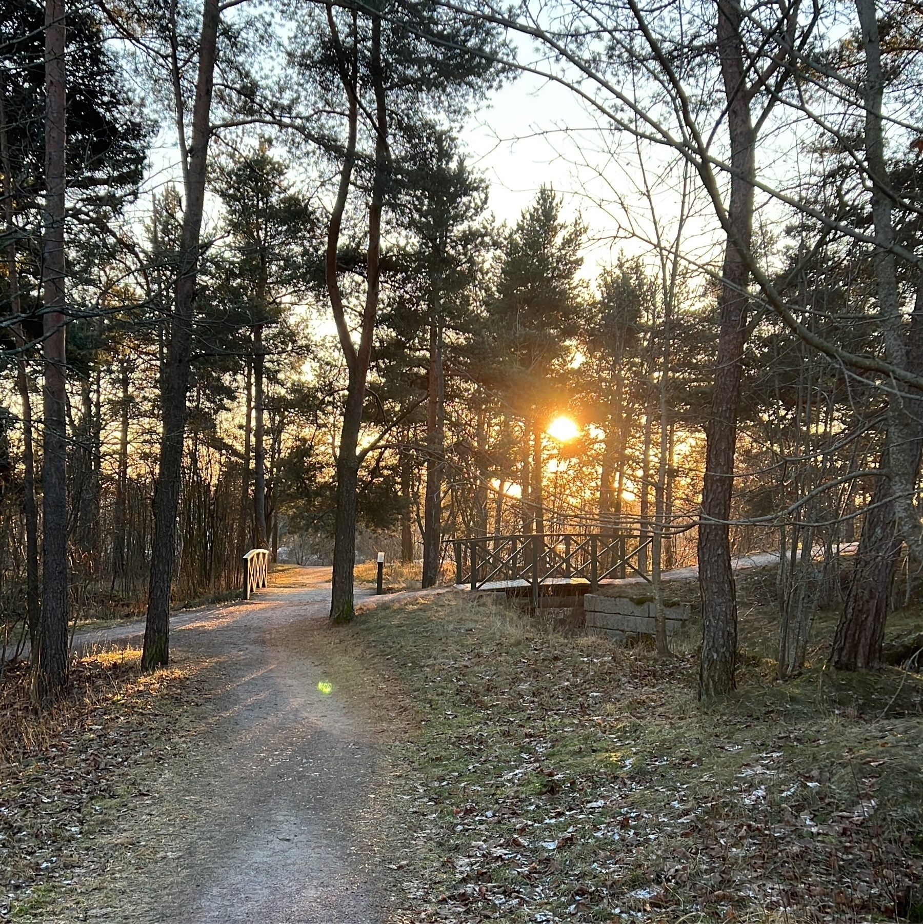 frozen ground, a pathway, pine trees