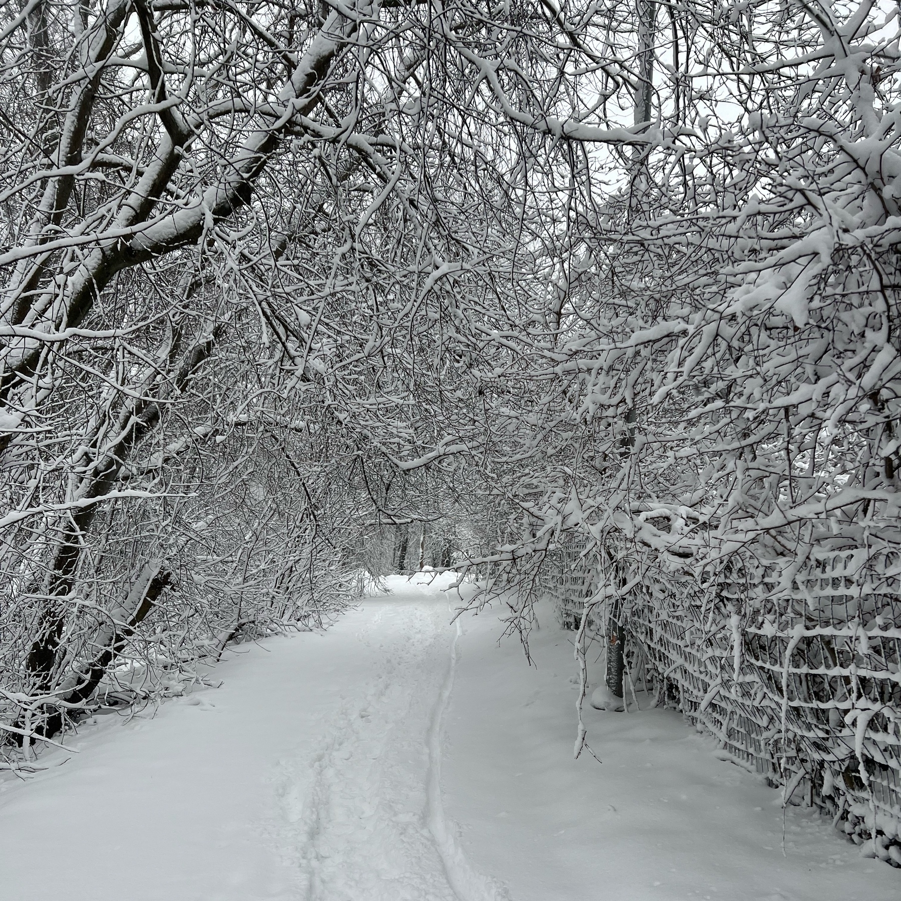 snowy path surrounded by trees covered in snow