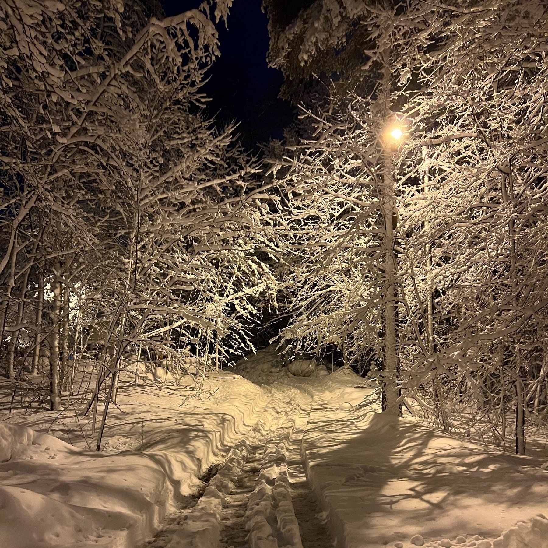 path through snow, a street light, snow covered trees