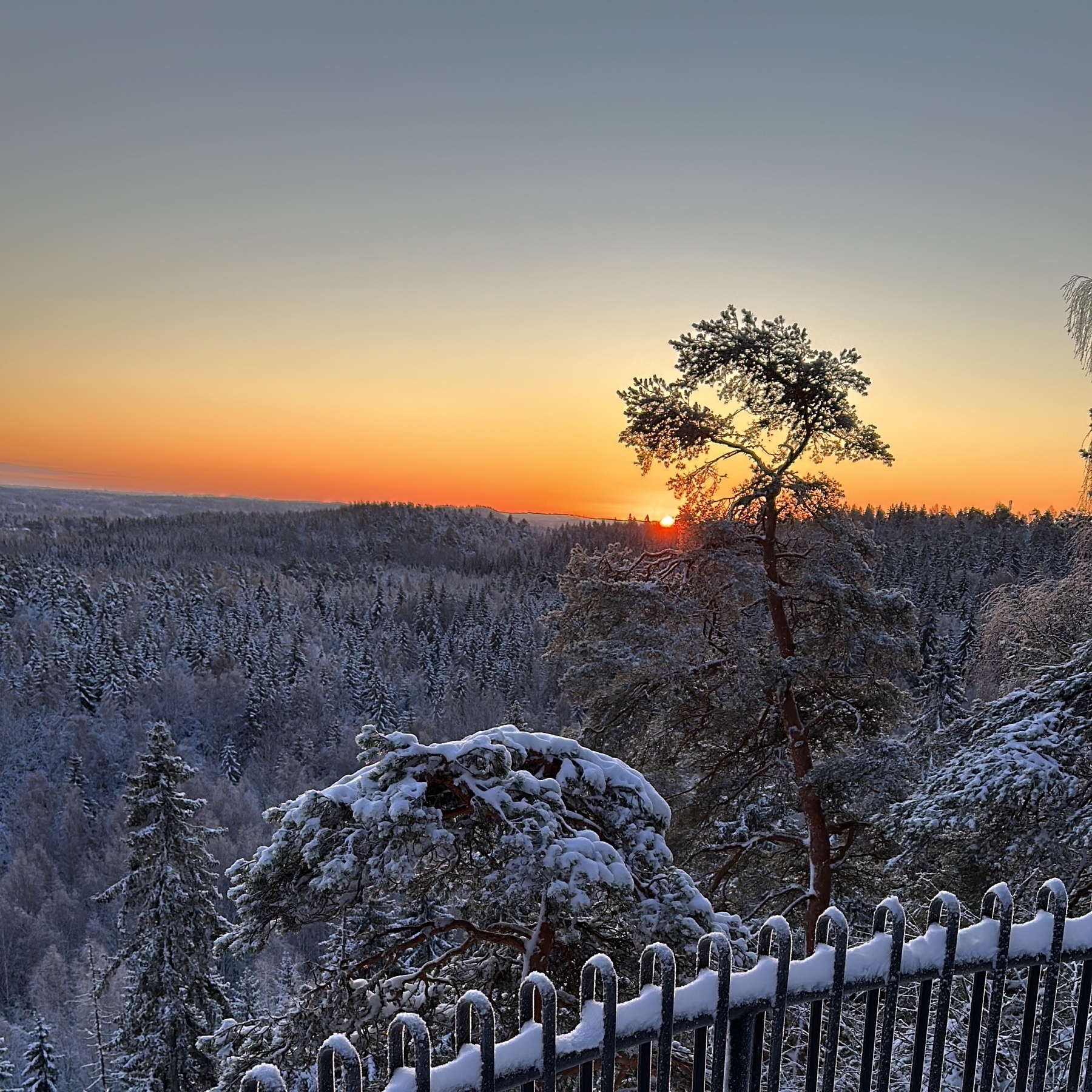 sunrise seen through a snow pine tree on top of a steep hill, snowy forest below