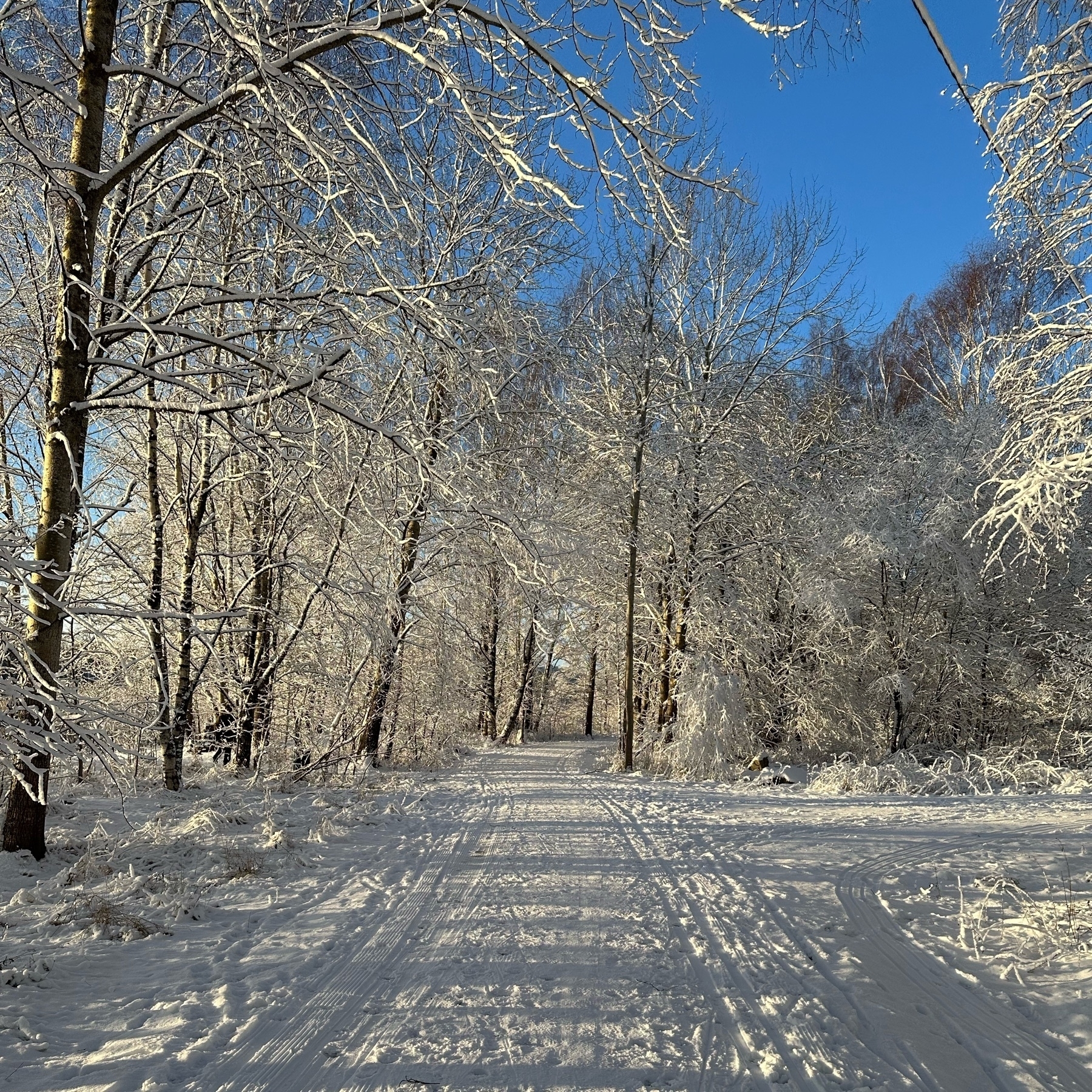 snowy path, ski tracks on the side, snow-clad trees leaning over in a crisp winter weather
