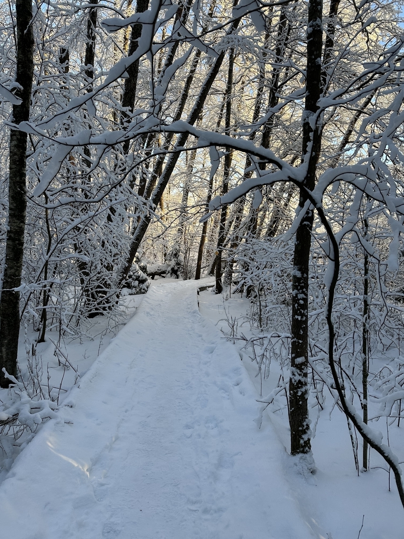 Pathway through snowy trees, trees bending over the pathway. Winter sun peeking through the trees