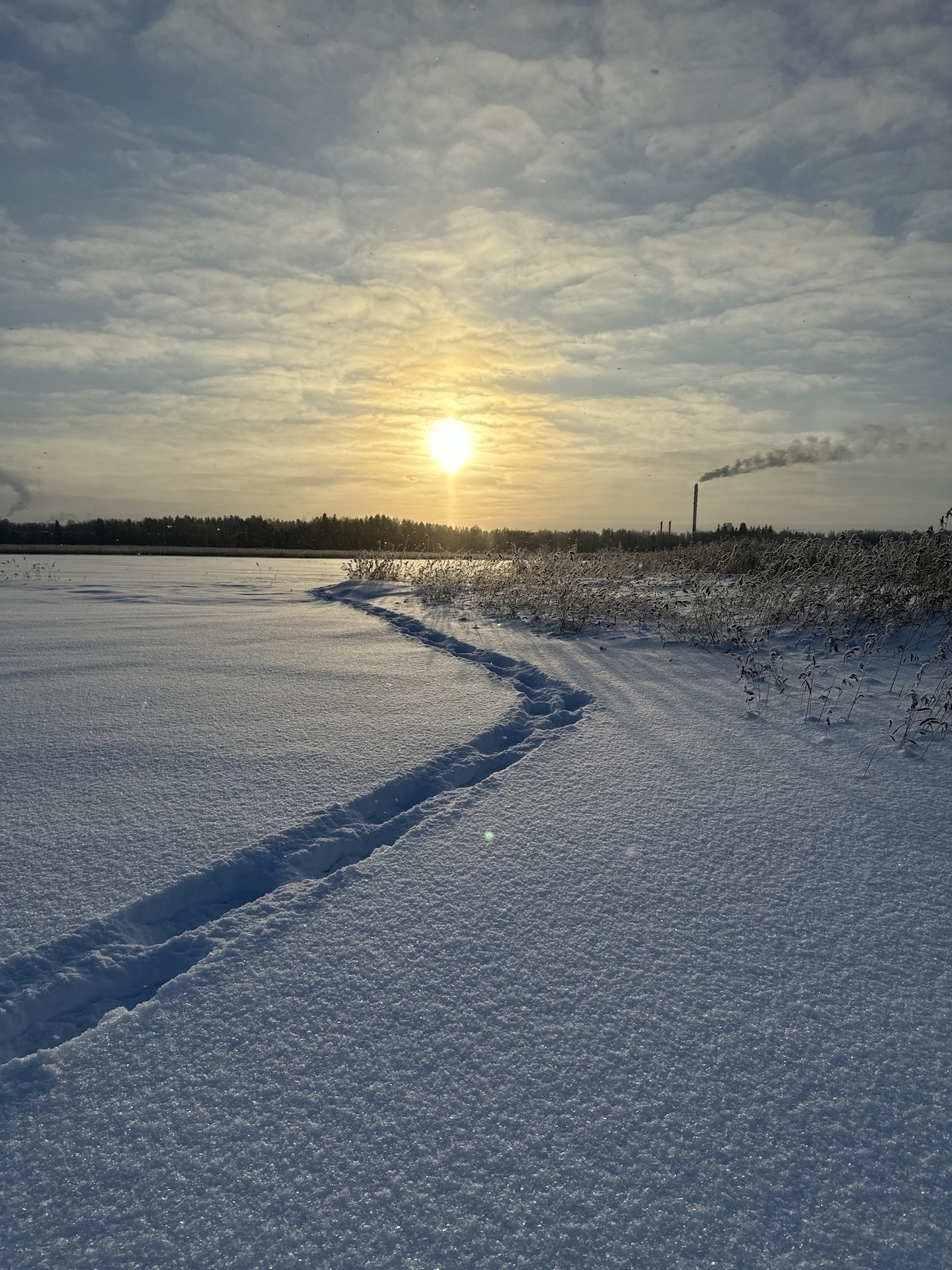 Snow show tracks on fresh snow, reeds, sun laying low