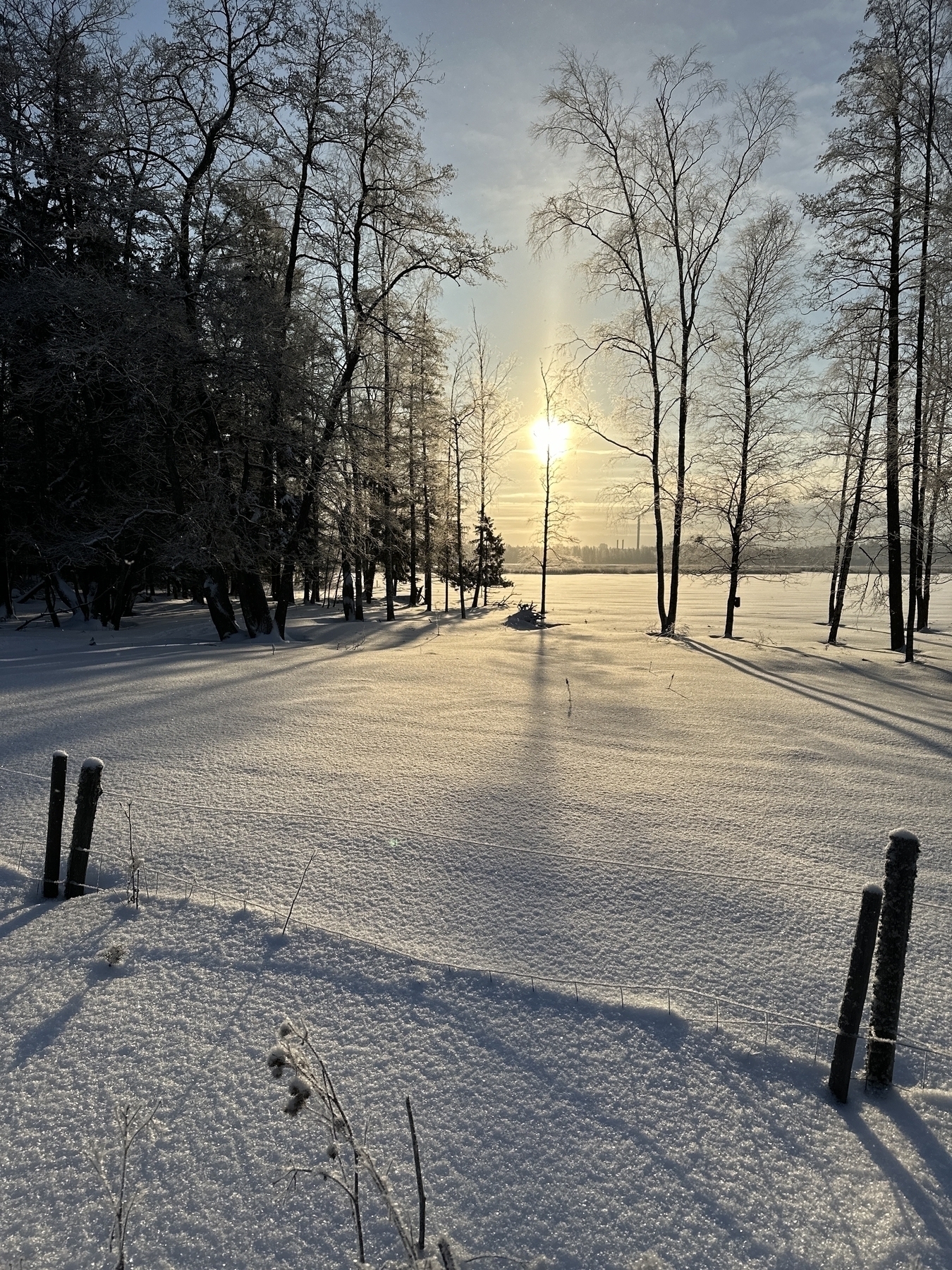 Snow, fence, trees and sun peeking through