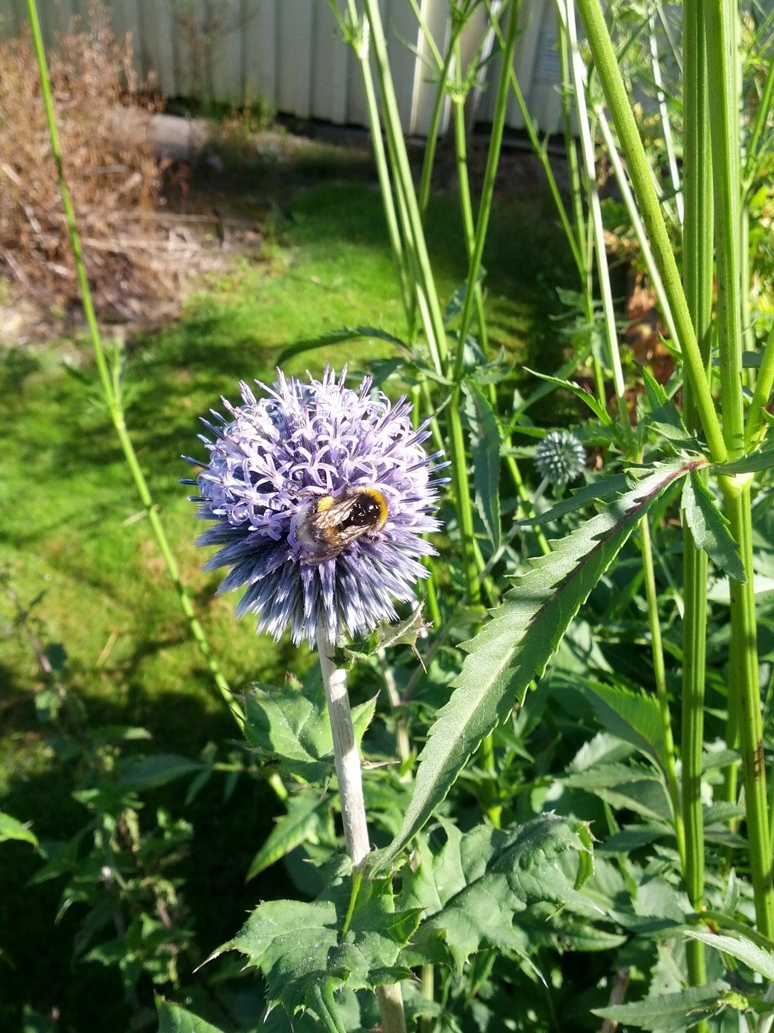 bumblebee in a flower