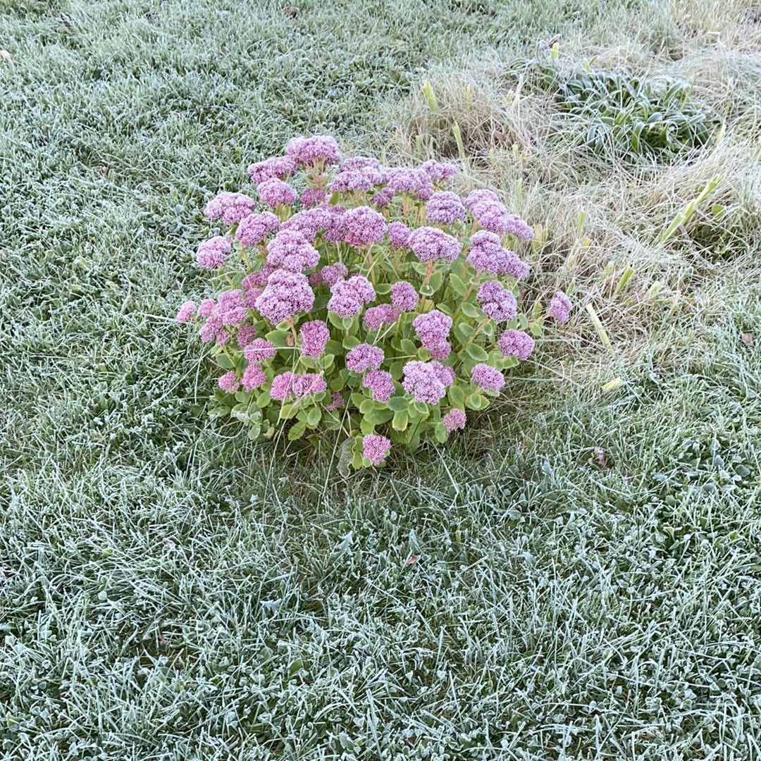 frozen last flowers of the season