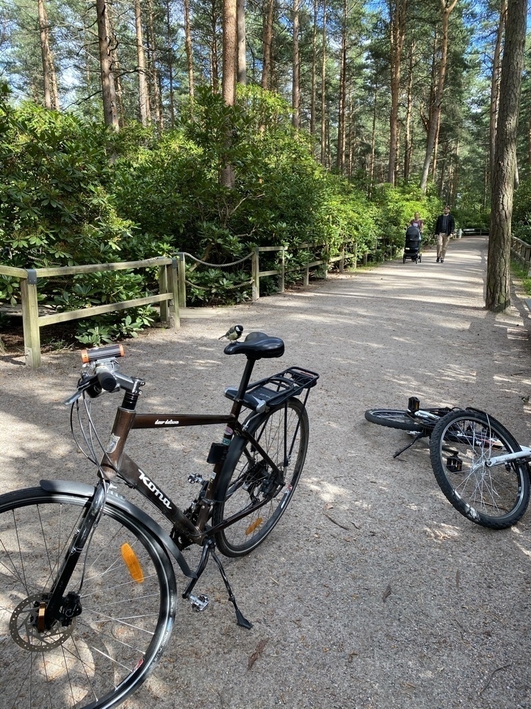two bikes on a pathway among rhodondendrons