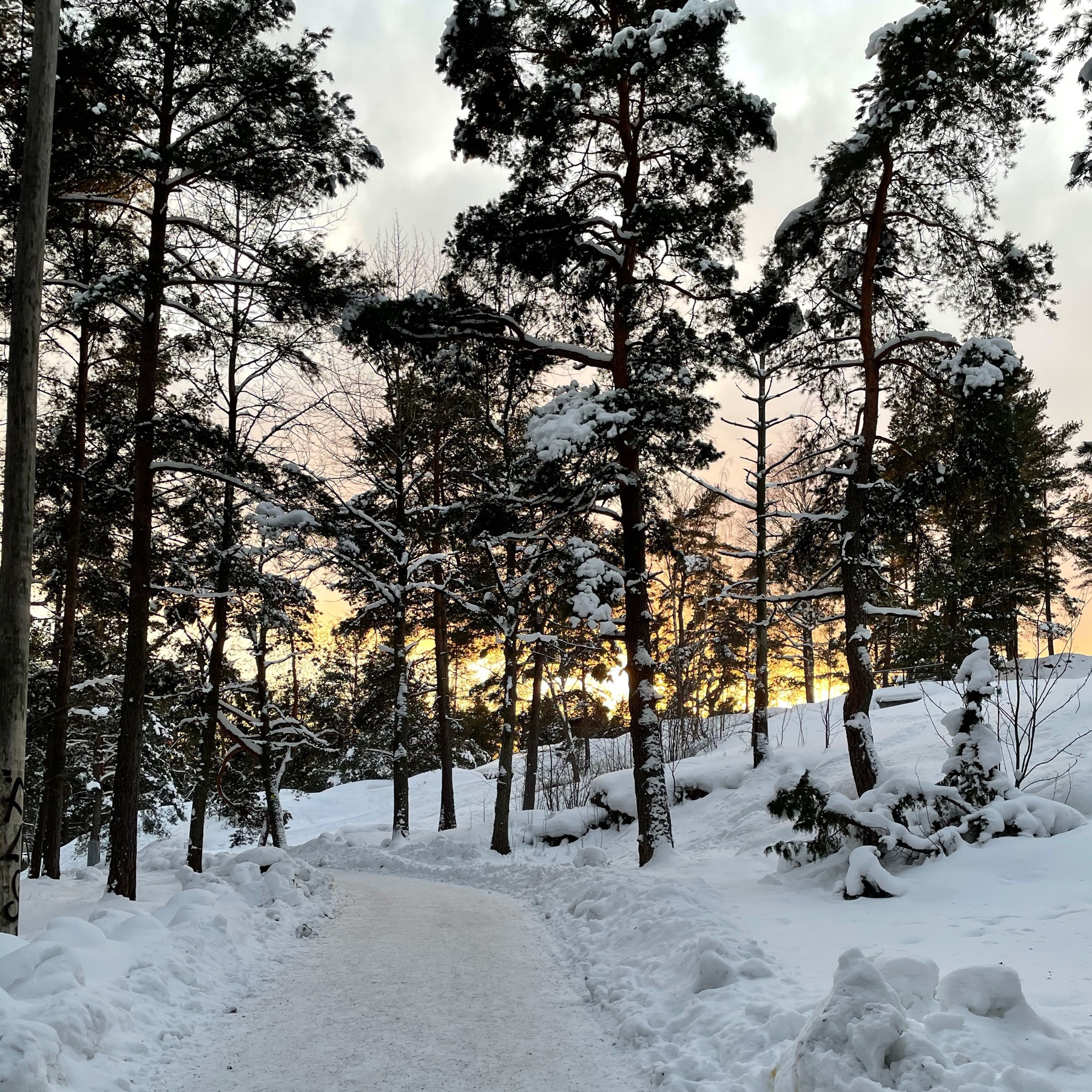 forest, setting sun, snow, pine trees