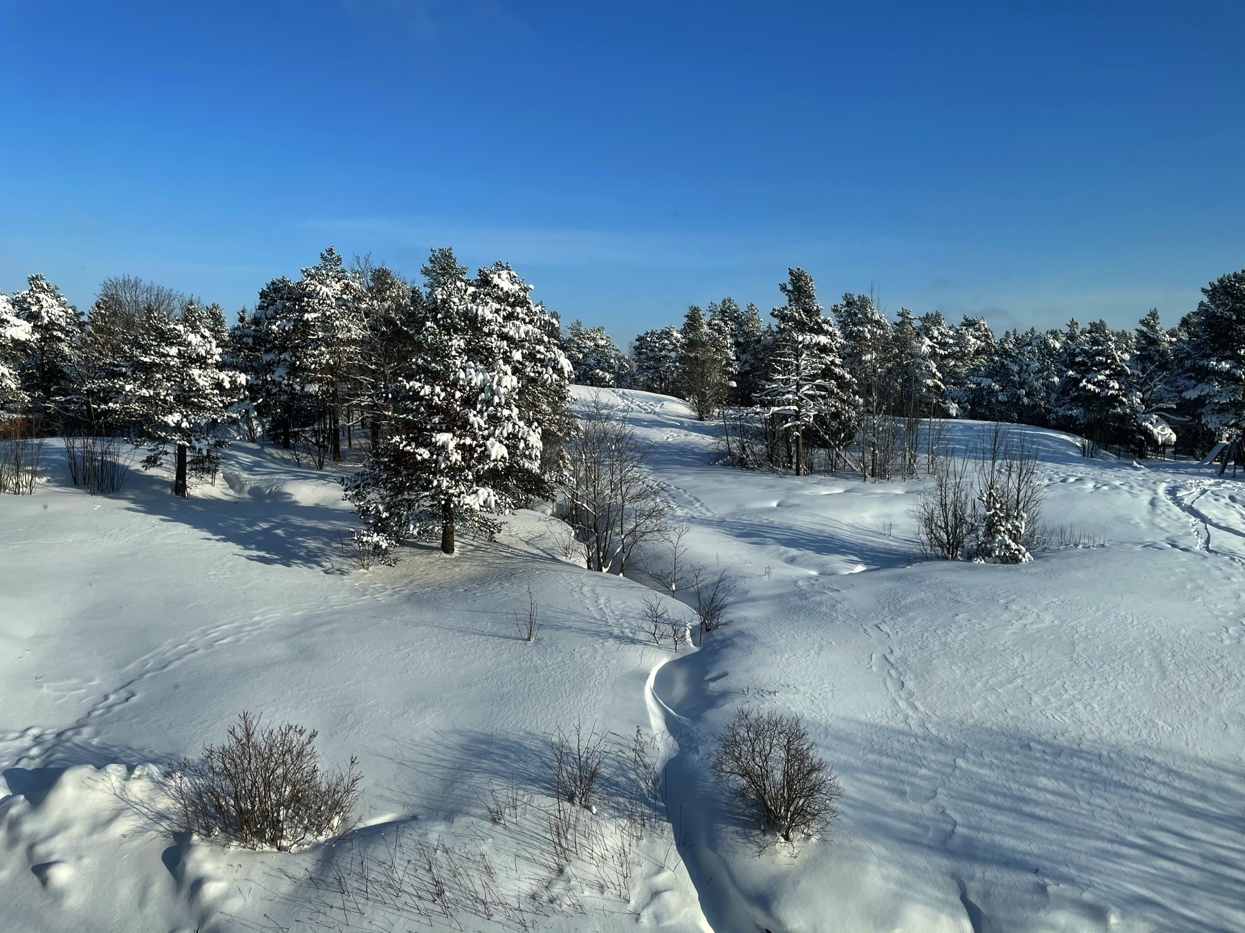 snowy scene, trees, snow dunes, trees covered with snow