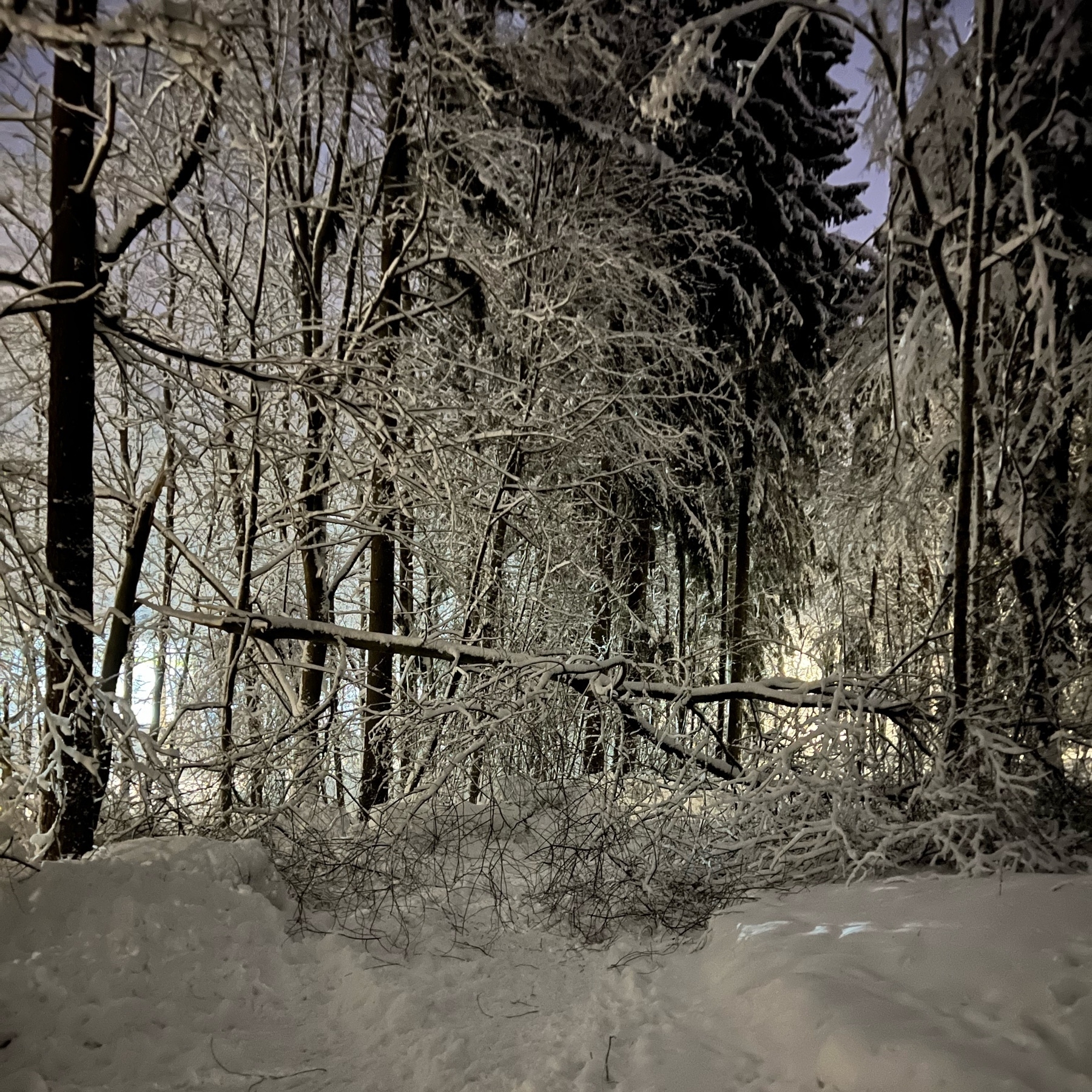 fallen tree over a snowy forest track