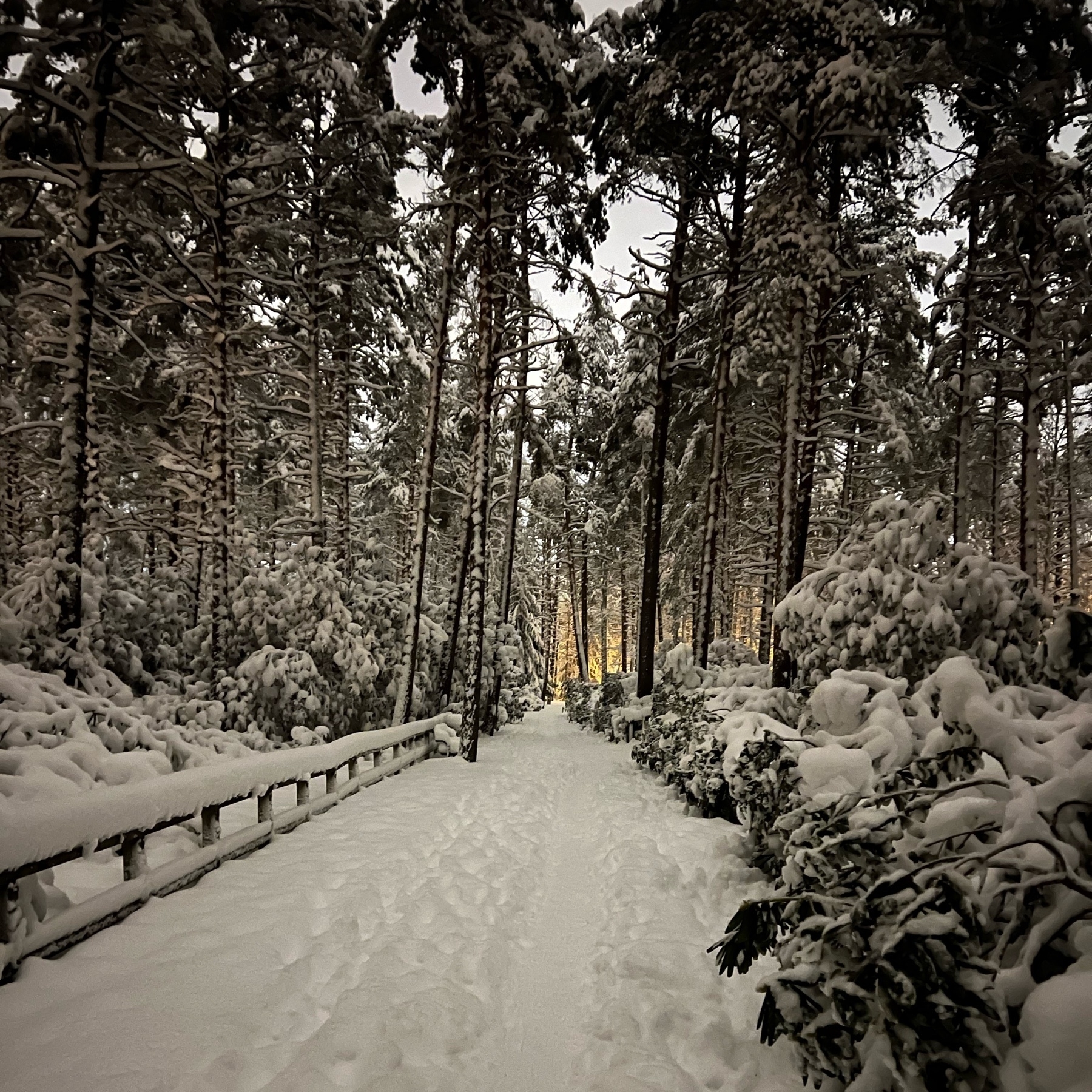 snowy forest path surrounded by trees and snow covered rhododendrons